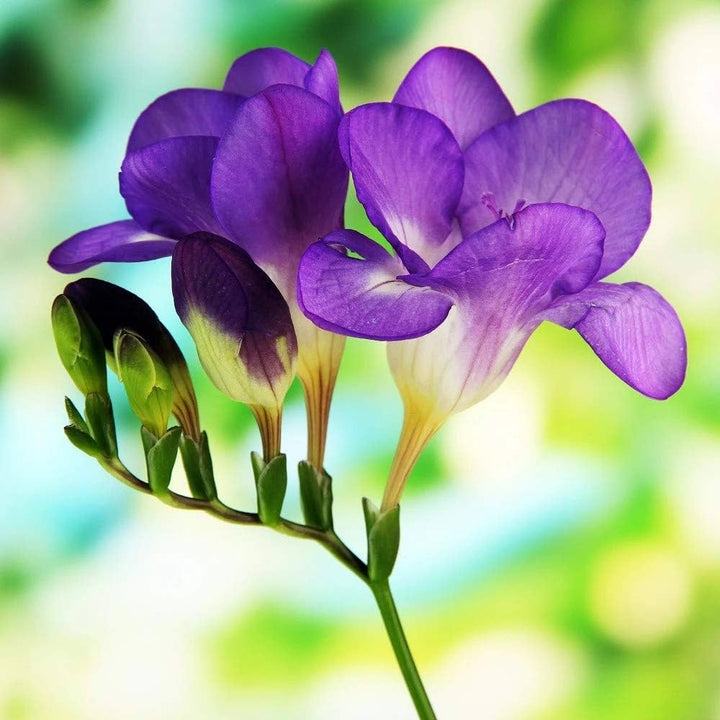 Violet Freesia Flower Seeds for Planting – Heirloom, Non-GMO, Sun Loving High Germination Seeds