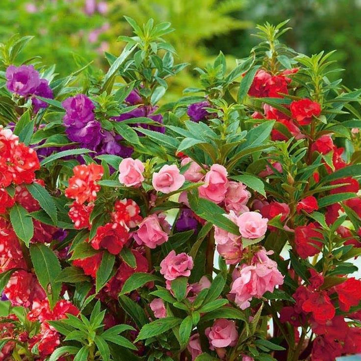 Balsamine Flower Seeds for Planting – Heirloom Non-GMO Hardy Variety with High Germination
