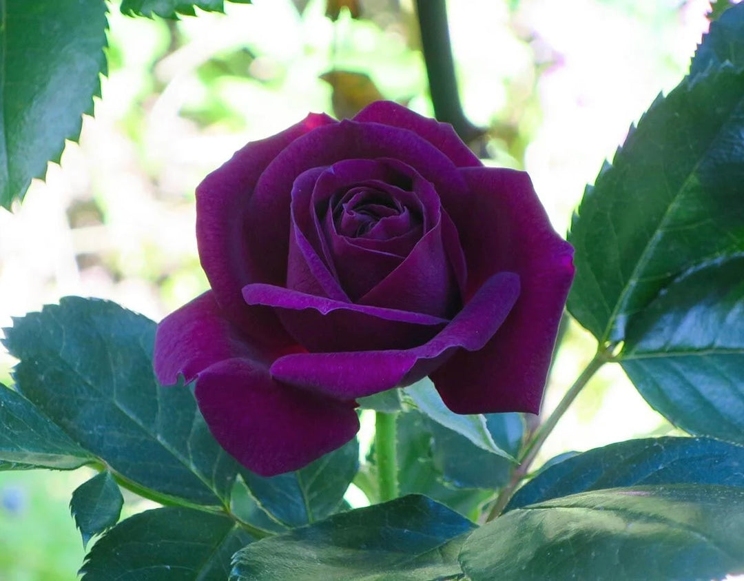Dark Violet Rose Flower Seeds for Planting Heirloom Non-GMO High Germination Organic Garden Seeds