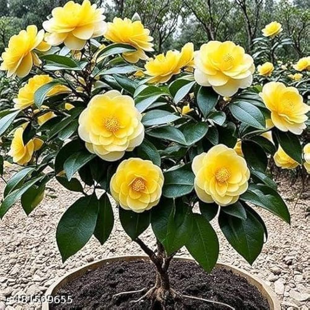 Yellow Camellia Flower Seeds for Planting – Heirloom, Non-GMO, High Germination Organic Garden Seeds
