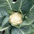 Cauliflower Snowball Seeds – Heirloom, Fast-Growing, High-Yield Variety