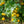 Vegetable Seeds,Garden seeds, Seeds For Planting,Plant Seeds