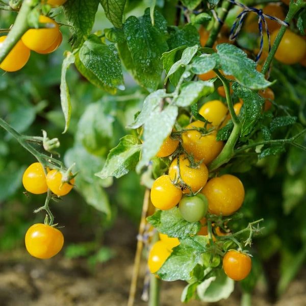 Vegetable Seeds,Garden seeds, Seeds For Planting,Plant Seeds