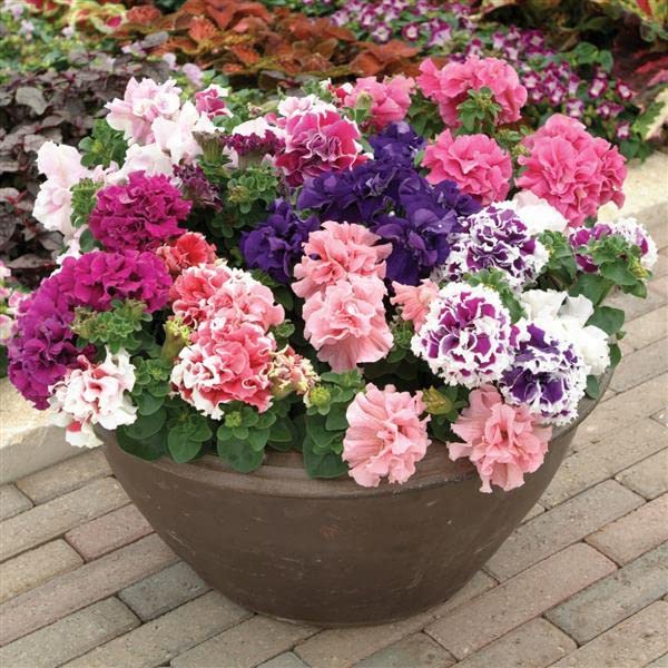 Mixed Double Petunia Flower Seeds for Planting – Heirloom, Non-GMO, High Germination Organic Garden Seeds