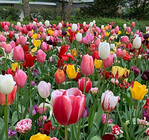 Heirloom Tulip Flower Seeds for Planting – Garden Favorite, Non-GMO, High Germination Organic Garden Seeds