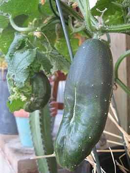 Vegetable Seeds,Garden seeds, Seeds For Planting,Plant Seeds