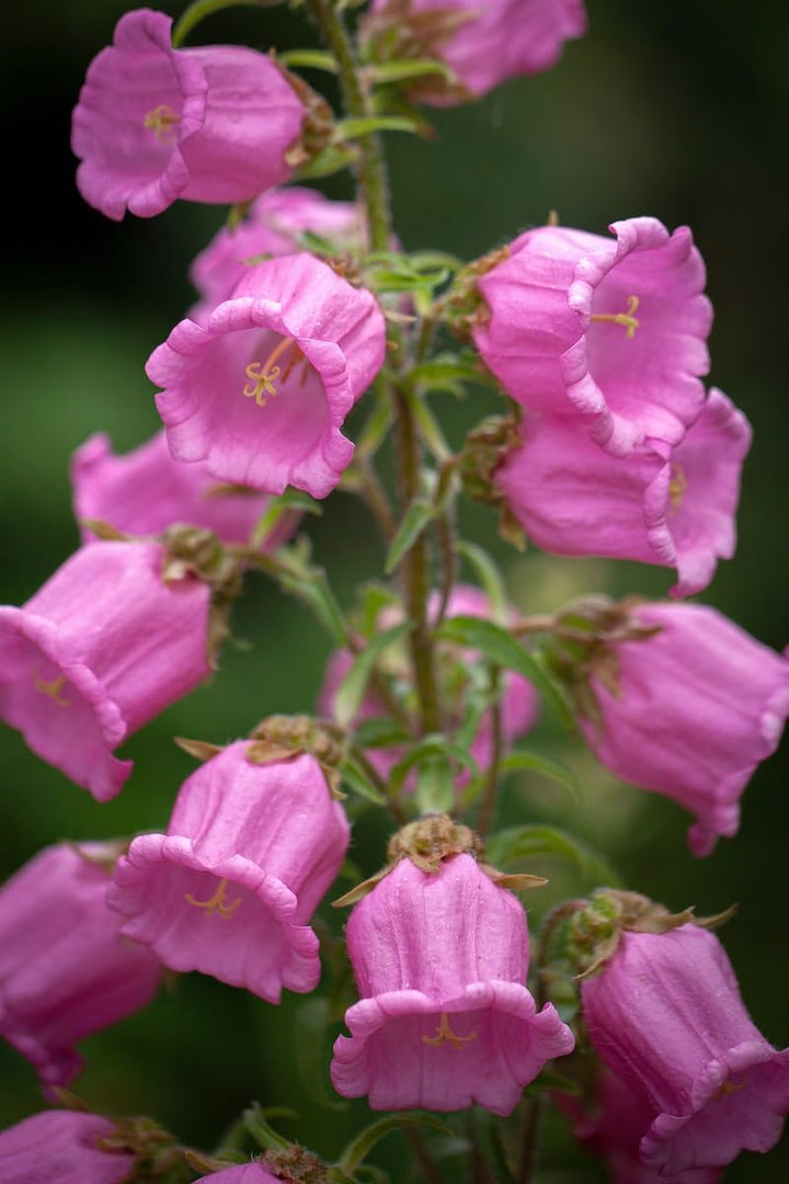 Flower Seeds, Seeds,Seeds For Planting,Plant Seeds