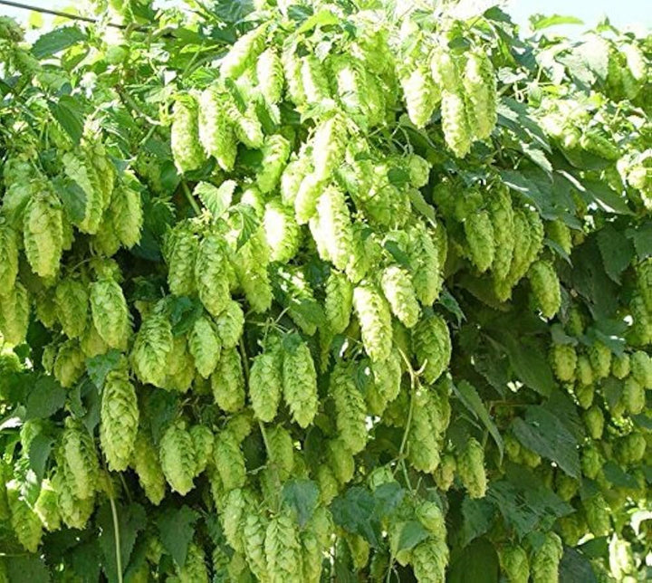 Green Humulus Lupulus Flower seeds for Planting - Cut Flower Favorite, Heirloom &amp; GMO Free Seeds for Home Garden