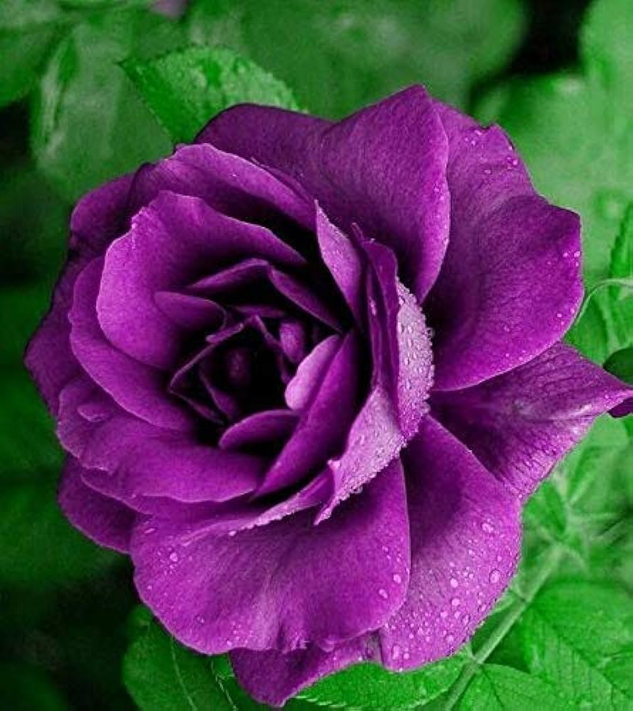 Purple Rose Flower Seeds for Planting – Heirloom Non-GMO, High Germination Organic Garden Seeds