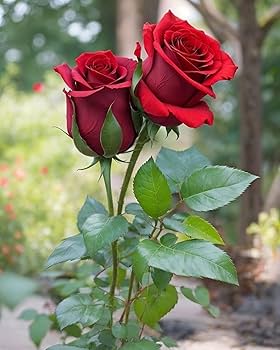 Red Grey Rose Flower Seeds for Planting – Heirloom, Non-GMO, High Germination Organic Garden Seeds