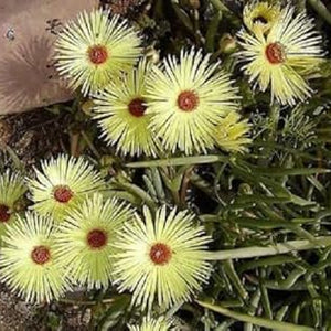Flower Seeds, Seeds,Seeds For Planting,Plant Seeds