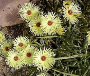 Flower Seeds, Seeds,Seeds For Planting,Plant Seeds