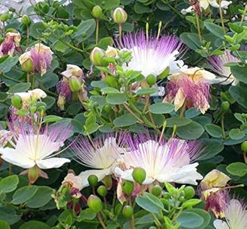 Flower Seeds, Seeds,Seeds For Planting,Plant Seeds