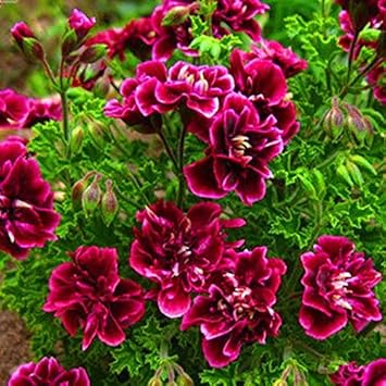 Flower Seeds, Seeds,Seeds For Planting,Plant Seeds
