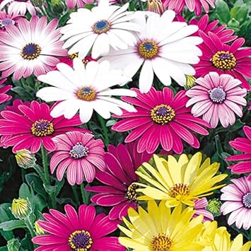 Flower Seeds, Seeds,Seeds For Planting,Plant Seeds