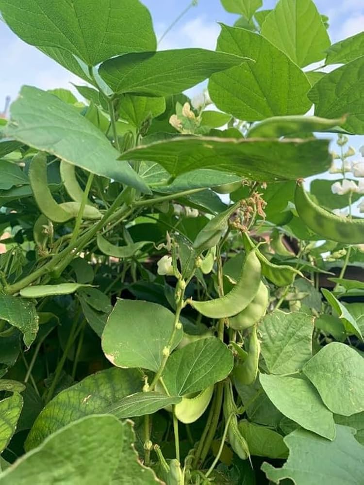 Hyacinth Bean Vegetable Seeds for Planting – Heirloom & Non-GMO Seeds for Edible Pods and Ornamental Vines