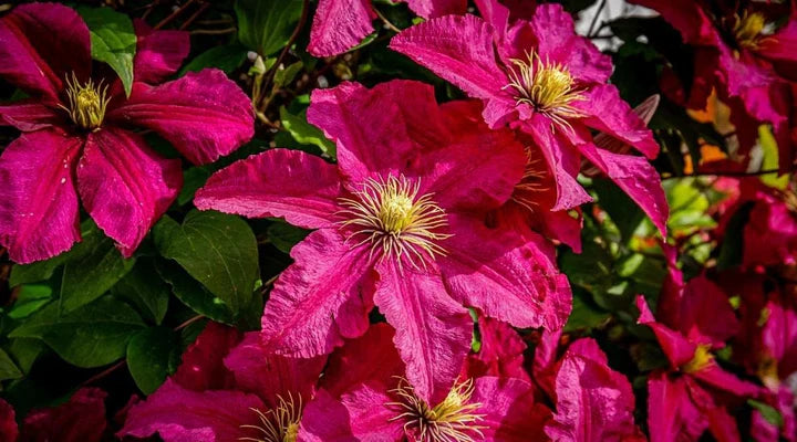 Pink Yellow Clematis Flower seeds for Planting - Colorful Display, Heirloom & GMO Free Seeds for Home Garden, 100pcs