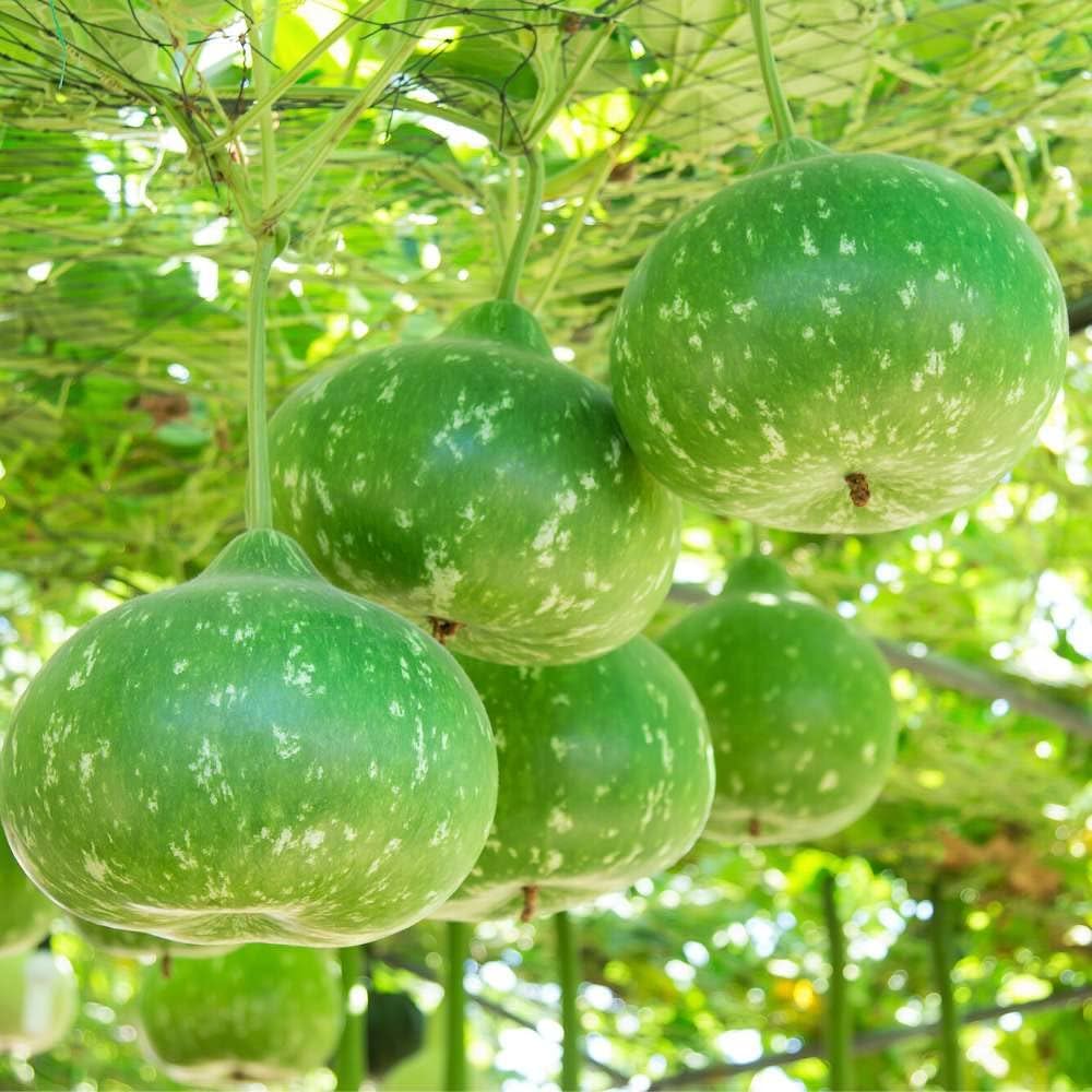 Round Bottle Gourd Seeds – Heirloom Non-GMO Nutritious Calabash Vegetable Seeds for Planting, Organic Garden Seeds