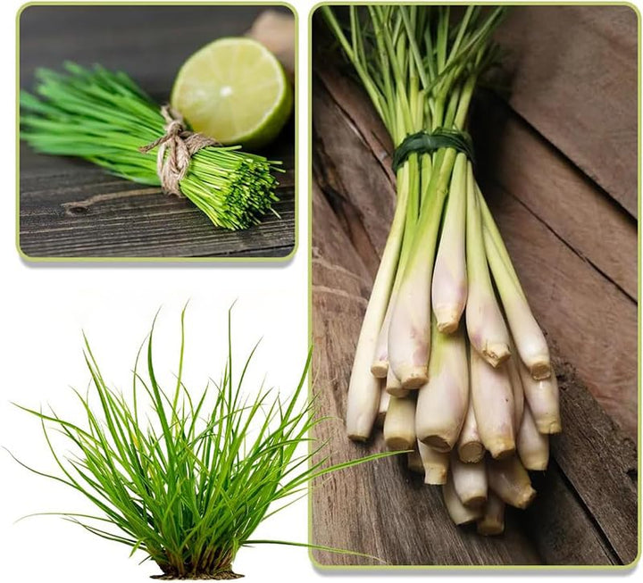 Lemongrass Herb Seeds for Planting – Heirloom, Non-GMO, Organic Garden Seeds with High Germination Rate