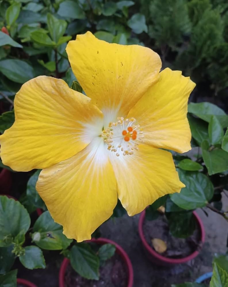 White Yellow Hibiscus Flower Seeds for Planting – Heirloom, Non-GMO, Low Maintenance, High Germination