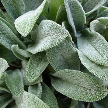 Flower Seeds, Seeds,Seeds For Planting,Plant Seeds