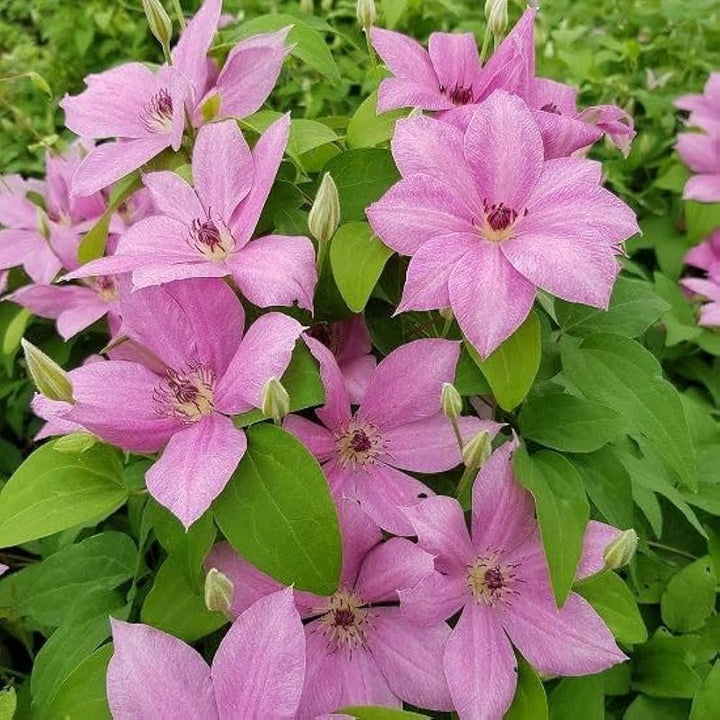 Flower Seeds, Seeds,Seeds For Planting,Plant Seeds