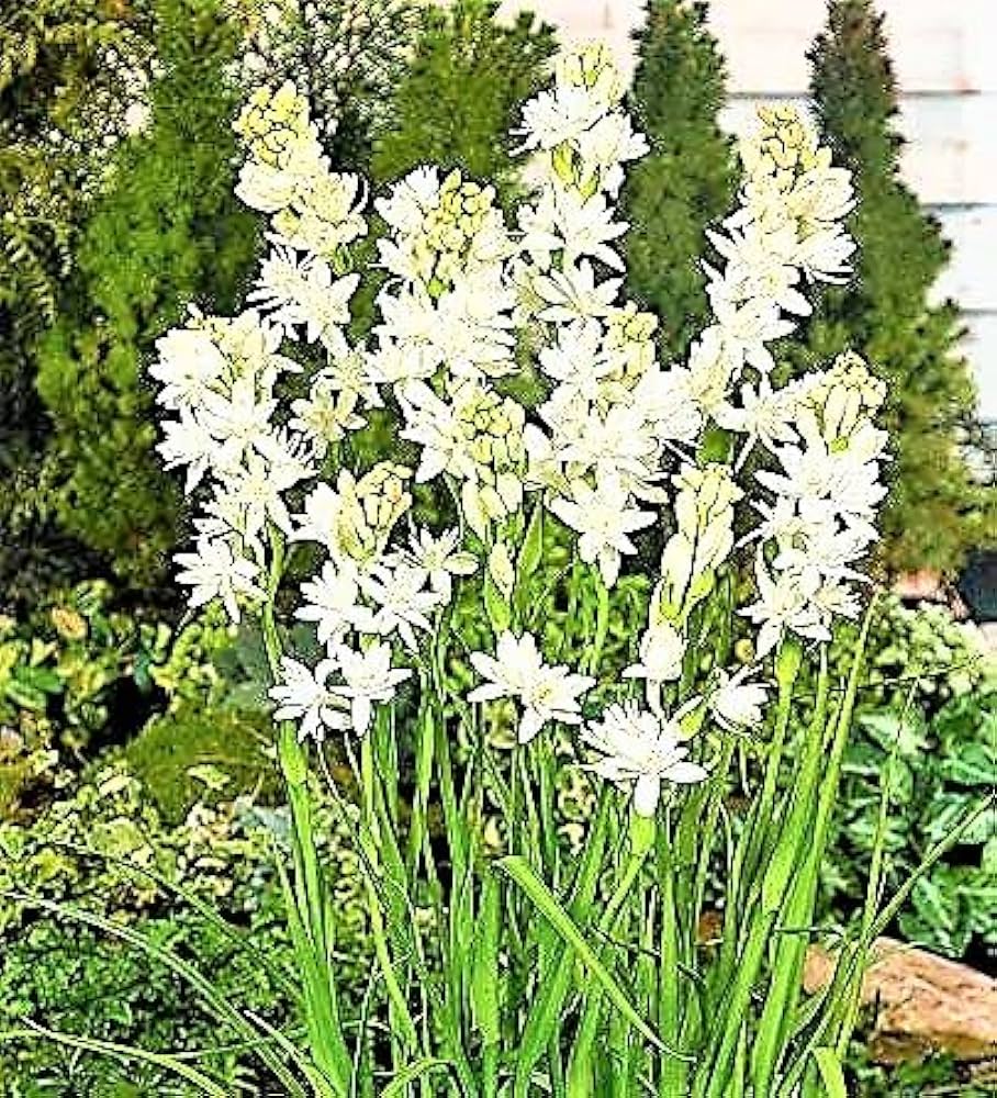 White Perennial Flower Seeds for Planting – Colorful Display, Heirloom &amp; Non-GMO Seeds for Home Garden