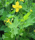 Celidonia Flower Seeds for Planting – Low Maintenance Heirloom, Non-GMO, High Germination Garden Seeds