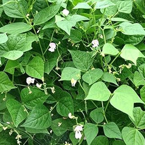 Vegetable Seeds,Garden seeds, Seeds For Planting,Plant Seeds