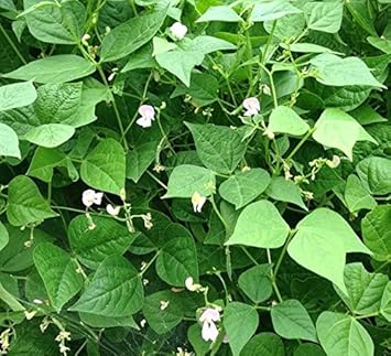 Vegetable Seeds,Garden seeds, Seeds For Planting,Plant Seeds
