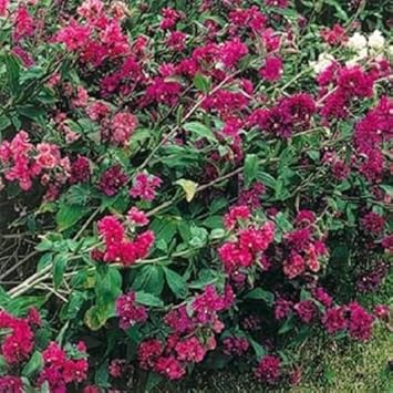 Pink Clarkia Flower Seeds for Planting – Vibrant Annual Blooms for Garden & Borders