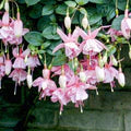 Fuchsias Flower Seeds for Planting – Heirloom, Non-GMO Hardy Organic Garden Seeds
