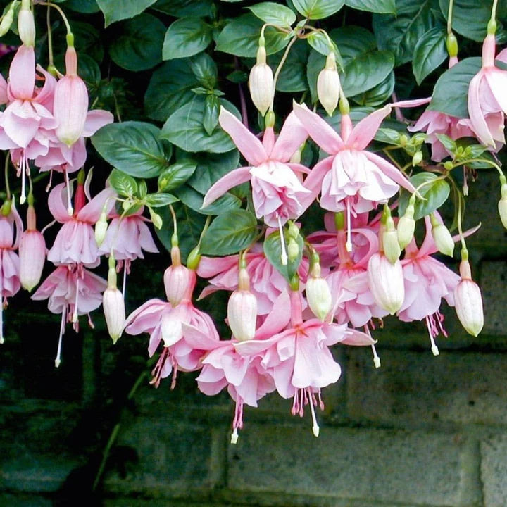Pink Fuchsia Flower Seeds for Planting – Heirloom, Non-GMO, High Germination Organic Garden Seeds