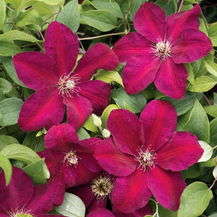 Red Clematis Flower seeds for Planting – Vibrant Colors, Heirloom &amp; GMO Free Seeds for Home Garden
