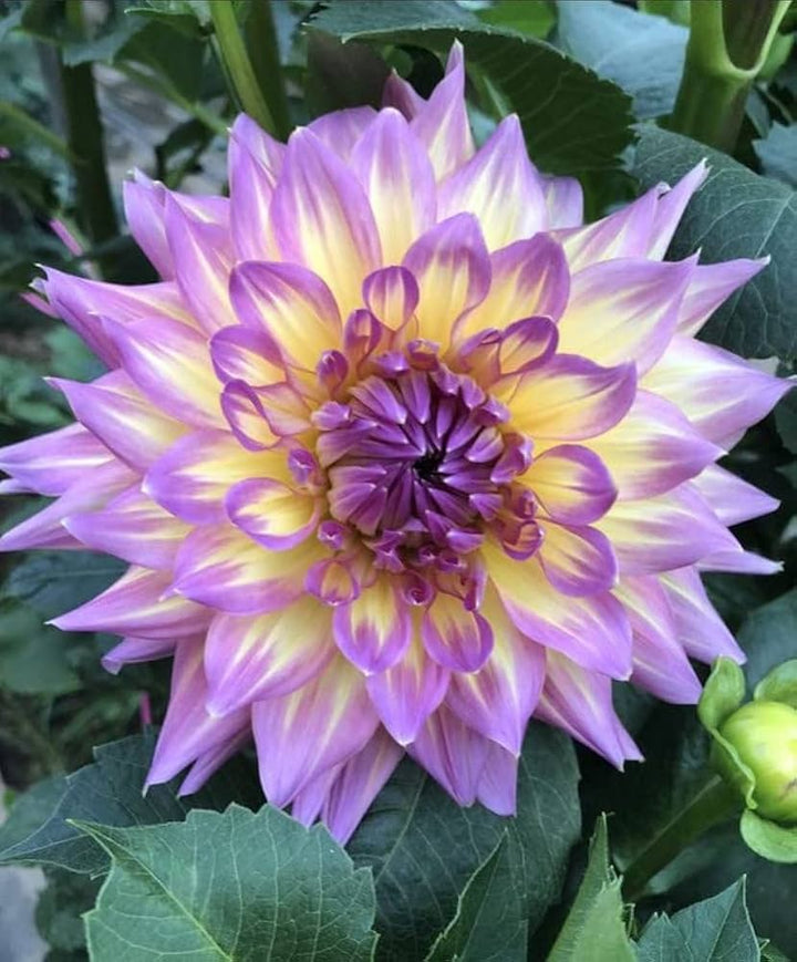 Purple Yellow Dahlia Flower Seeds for Planting | Heirloom Non-GMO High Germination