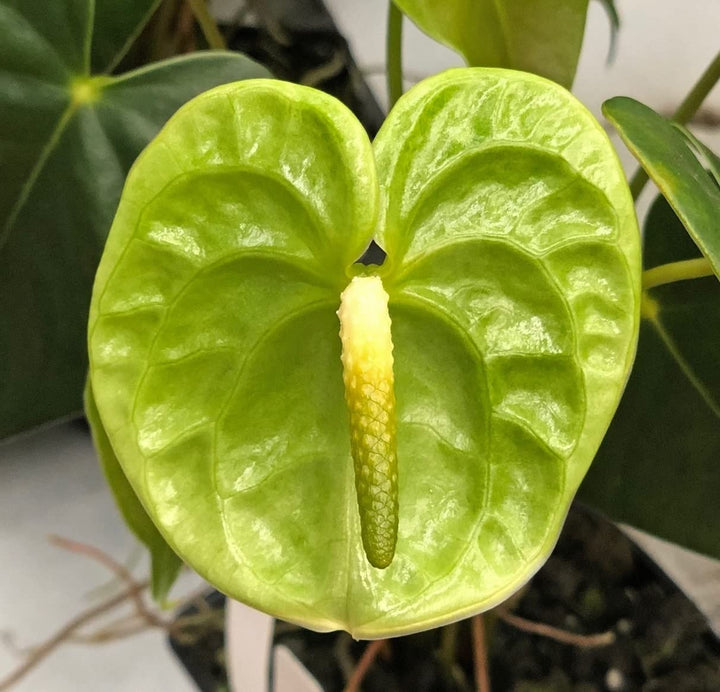 Green Anthurium Flower Seeds for Planting – Heirloom, Non-GMO, High Germination Organic Garden Seeds