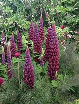 Flower Seeds, Seeds,Seeds For Planting,Plant Seeds
