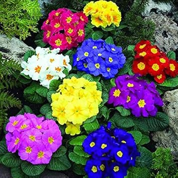 Flower Seeds, Seeds,Seeds For Planting,Plant Seeds