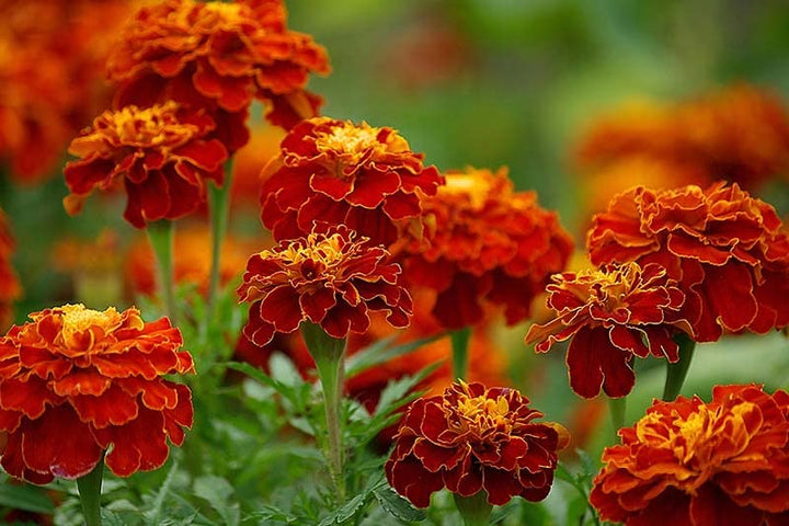 Dark Red Marigold Flower Seeds for Planting – Heirloom, Non-GMO, High Germination Organic Garden Seeds
