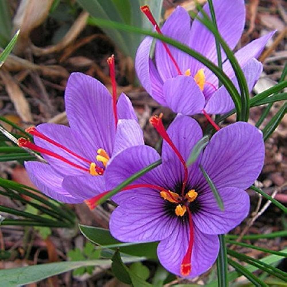 Hatsuga Saffron Crocus Mixed Flower Seeds for Planting – Heirloom, Non-GMO Aromatic Rare Blooms for Garden Beauty