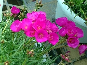 Flower Seeds, Seeds,Seeds For Planting,Plant Seeds