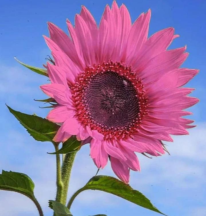 Pink Sunflower Perennial Flower Seeds for Planting – Heirloom, Non-GMO, High Germination Organic Garden Seeds
