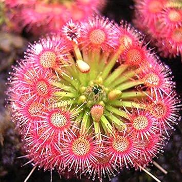 Flower Seeds, Seeds,Seeds For Planting,Plant Seeds