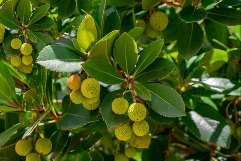 Fruit Seeds,Garden seeds, Seeds For Planting,Plant Seeds