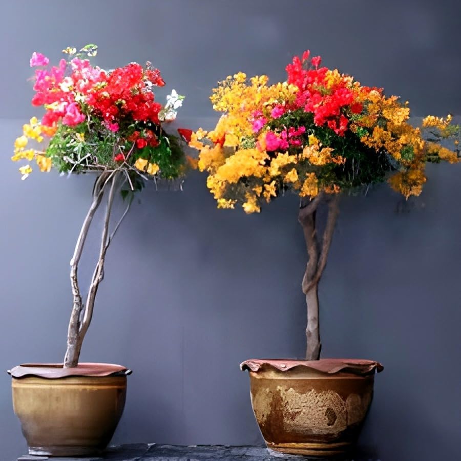 Multi Simsii Bonsai Seeds for Planting – Heirloom, Non-GMO, Low Maintenance, High Germination