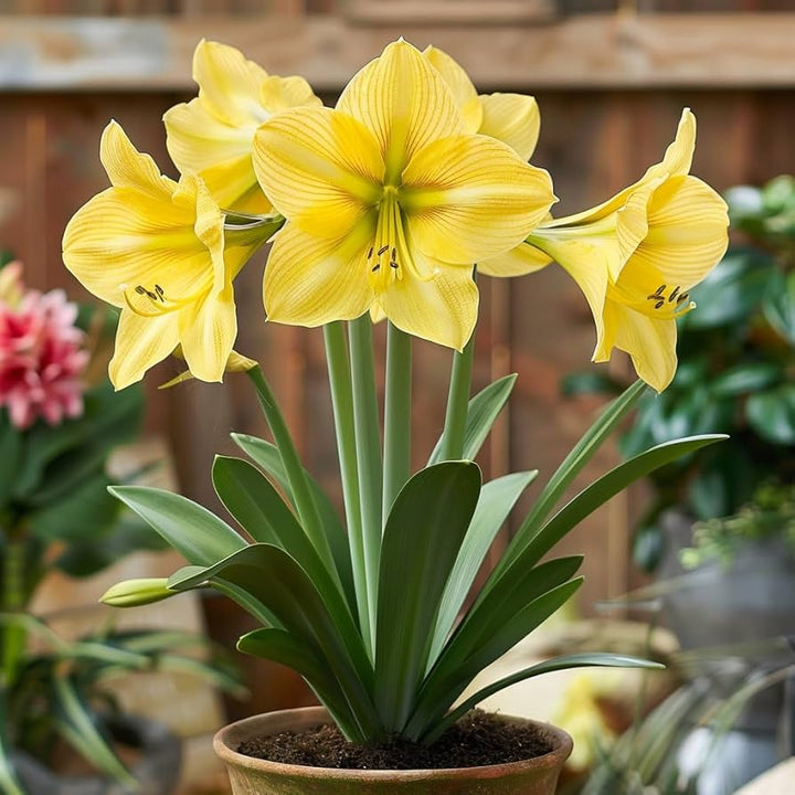 Light Yellow Amaryllis Flower Seeds for Planting – Heirloom Non-GMO Wildflower Mix, High Germination