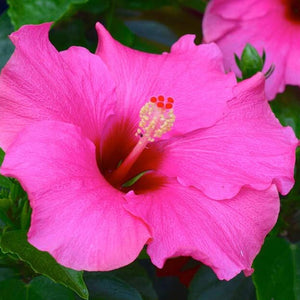 Flower Seeds, Seeds,Seeds For Planting,Plant Seeds