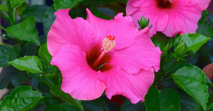 Flower Seeds, Seeds,Seeds For Planting,Plant Seeds