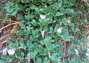 Flower Seeds, Seeds,Seeds For Planting,Plant Seeds