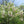Flower Seeds, Seeds,Seeds For Planting,Plant Seeds